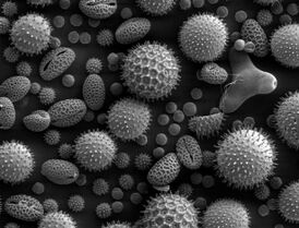 Пыльца некоторых растений; она часто является причиной аллергического ринита