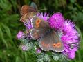 Erebia euryale