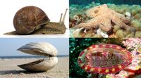 Mollusk collage.jpg
