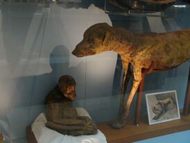 Мумии животных из гробницы KV50. Каирский музей