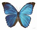 Morpho menelaus Morphinae