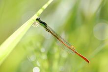 Mortonagrion selenion, Восточная Азия