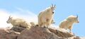 Mountain Goats on Mount Evans Colorado.JPG