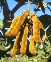 Mucuna Pruriens — бобы.