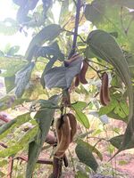 Mucuna pruriens