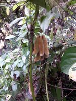 Mucuna pruriens дерево с плодами в Бангладеш.