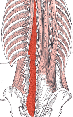 Многораздельные мышцы выделены красным