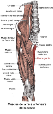 Мышцы нижней конечности. Тонкая мышца выделена красным