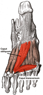 Мышца, приводящая большой палец стопы обозначена красным
