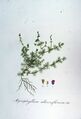 Уруть очерёдноцветковая (Myriophyllum alterniflorum)