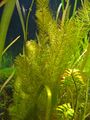 Уруть хвостниковидная (Myriophyllum hippuroides)