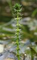 Уруть мутовчатая (Myriophyllum verticillatum)