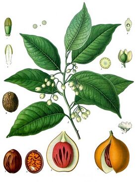 Мускатник душистый (Myristica fragrans)