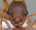 Myrmica