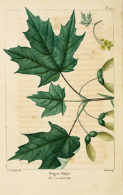 Ботаническая иллюстрация из книги «The North American Sylva»