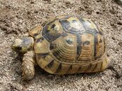 Средиземноморская черепаха (Testudo graeca nabeulensis)