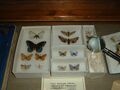 Бабочки, собранные Набоковым в США, и переданные музеем Сравнительной зоологии Гарвардского университета в дар петербургскому музею Набокова.