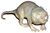 Naked-Mole-Rat extracted-on-white-background.jpg