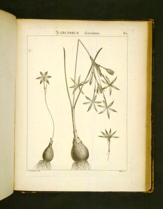 Narcissus serotinus. Ботаническая иллюстрация из книги Дефонтена Flora Atlantica (Т. 1, табл. 82)