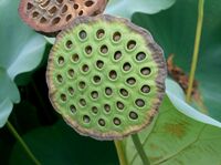 Nelumbo nucifera5.jpg