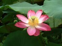 Nelumbo nucifera RB7.JPG