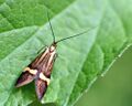 Adelidae: Nemophora degeerella