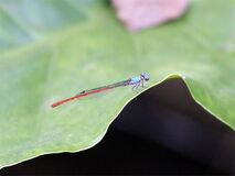 Neoneura sylvatica, Южная Америка