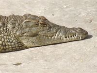 Nile Crocodile (17038929167).jpg