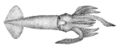 Nototodarus hawaiiensis