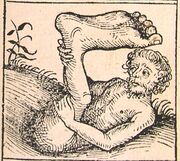 Nuremberg chronicles - Strange People - Umbrella Foot (XIIr).jpg