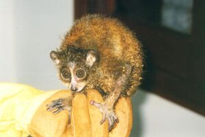 Малый лори (Nycticebus pygmaeus) на рынке в Ханое