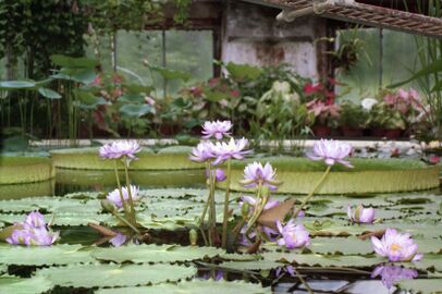 Nymphaea gigantea 01.jpg