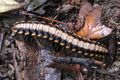 Nyssodesmus python (Platyrhacidae)