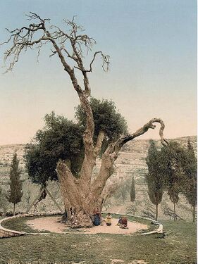 Мамврийский дуб. Фото 1890—1900 годов.