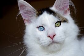 Домашняя кошка с полной гетерохромией