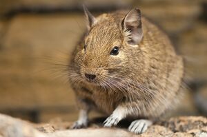 Octodon degus -Heidelberg Zoo, Germany-8a.jpg