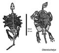 Скелет Odontochelys, прорисовка