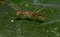 Micropezidae sp. (500 видов), мимикрирующий муравьям рода Oecophylla