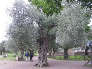 Olive tree in Villa Adriana.jpg