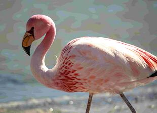 On and around Bolivias' Salar de Uyuni - at Laguna Canapa - Puna Flamingoes (Phoenicoparrus jamesi) - (24211503534).jpg