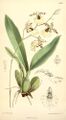 Oncidium dasystyle. Curtis's botanical magazine vol. 127 ser. 3 nr. 57 tab. 7787, 1901 г.