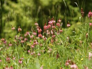 Onobrychis viciifolia (plant).jpg