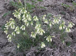 Onosma simplicissima.jpg