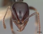 Onychomyrmex hedleyi