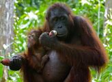 Orang Utan (Pongo pygmaeus) female with baby (8066238030).jpg