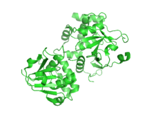 RNA Replicase structure PDB 3PHU.[1]