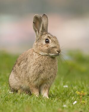 Oryctolagus cuniculus Tasmania 2.jpg