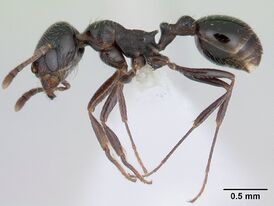 Oxyopomyrmex