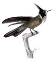 Шлемоносный колибри[en] — обитает лишь в нескольких районах Колумбии и Венесуэлы