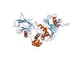 Структура комплекса HIF-1α-pVHL-ElonginB-ElonginC .[8]